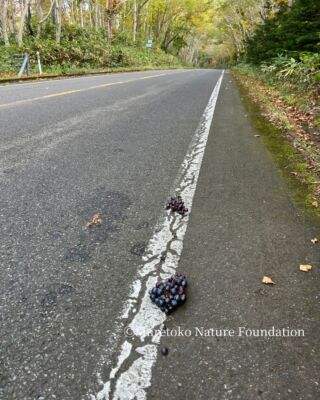 知床のひぐま｜北海道